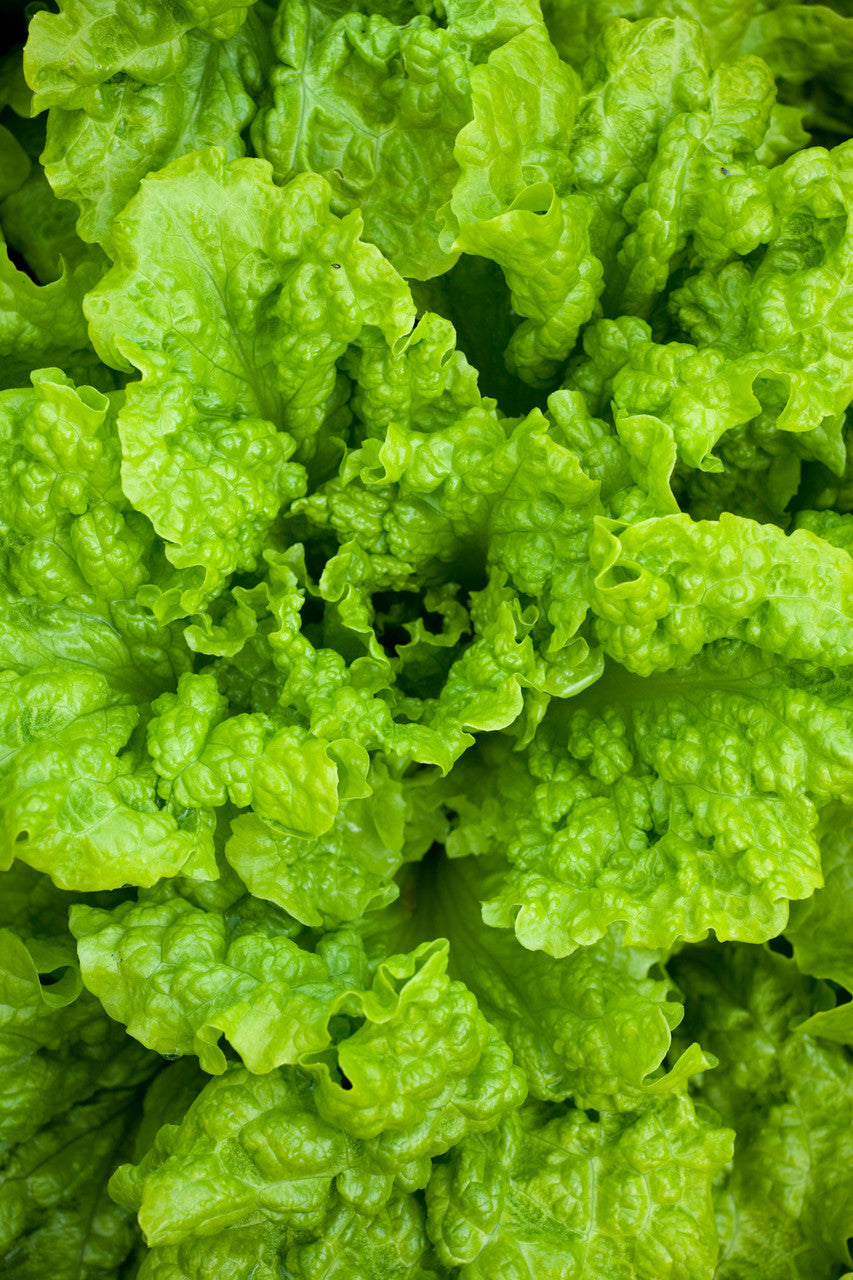 Lettuce 'Black Seeded Simpson'