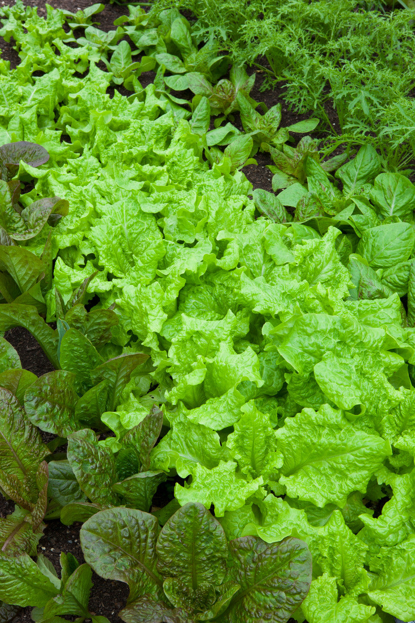 Lettuce 'Black Seeded Simpson'