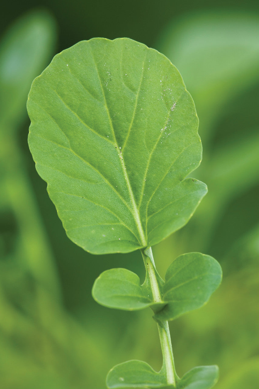 American Land Cress