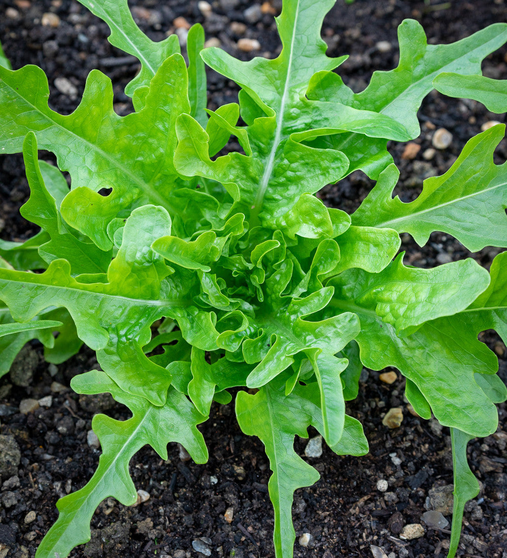 Asolo Lettuce Mix