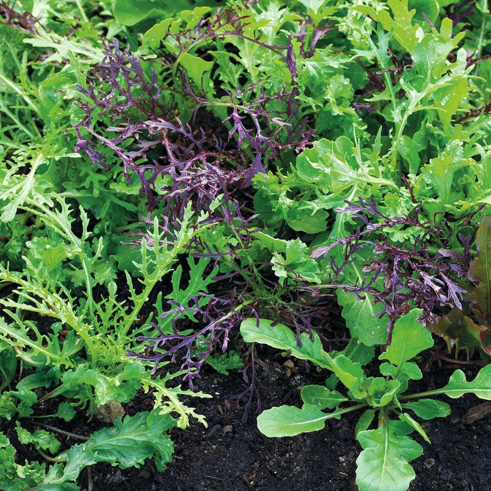 Salad Leaf Autumn & Winter Mix