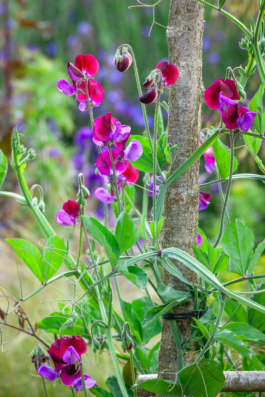 How to plant, grow & care for sweet peas | Sarah Raven