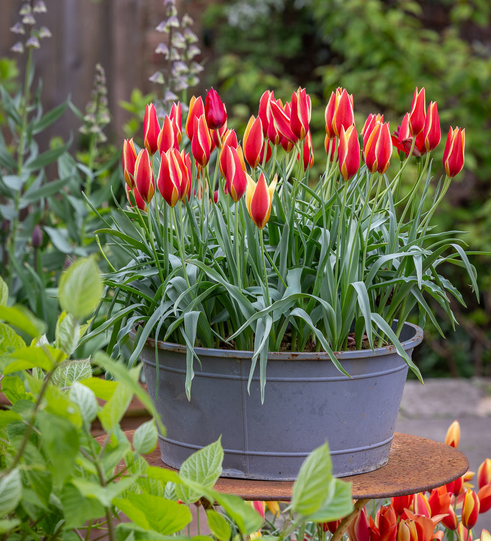 Tulip 'Taco'