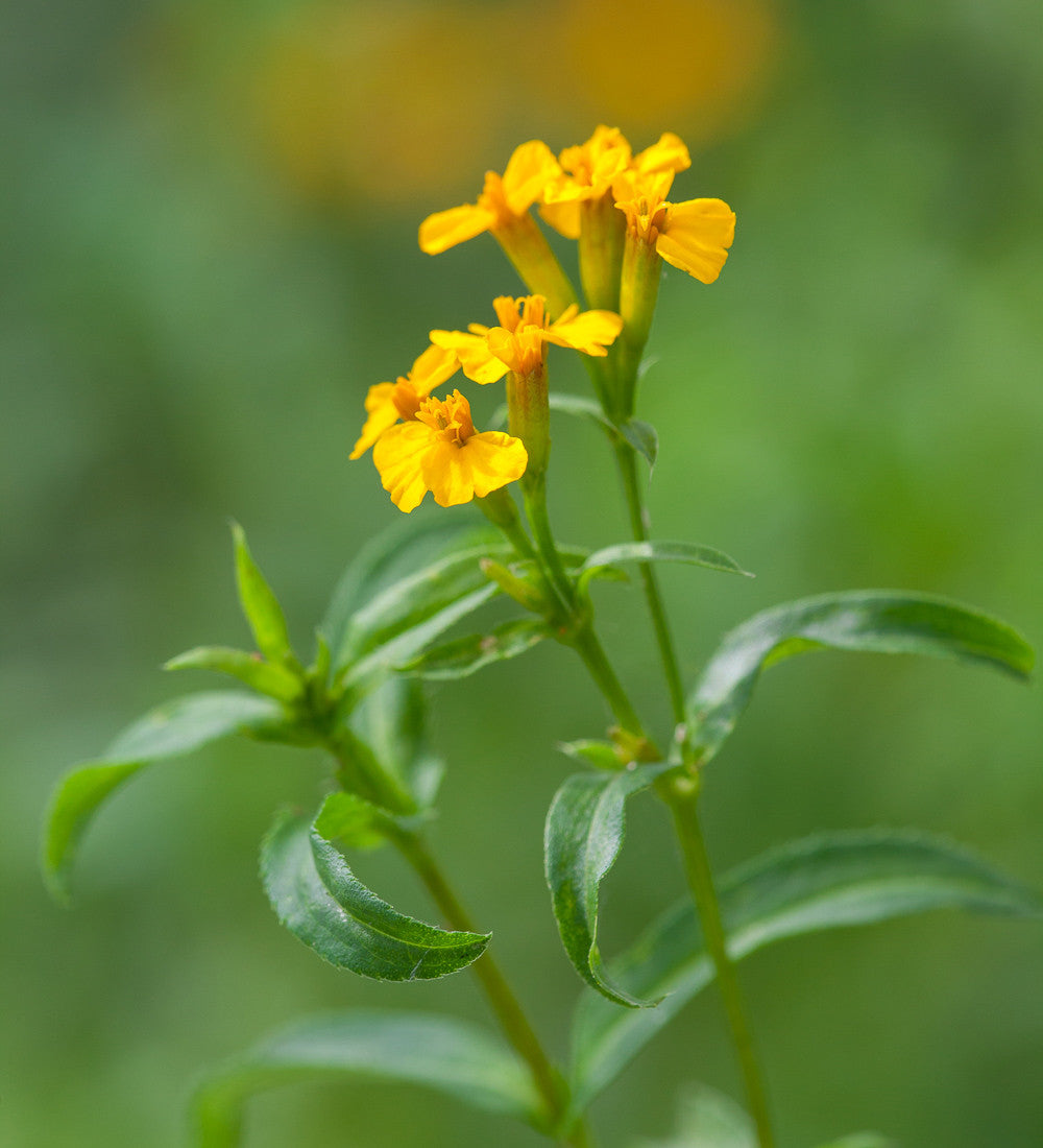 Sweet Mace (Tagetes lucida)