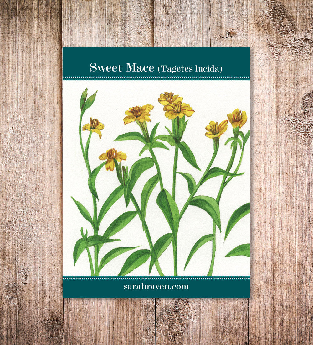 Sweet Mace (Tagetes lucida)