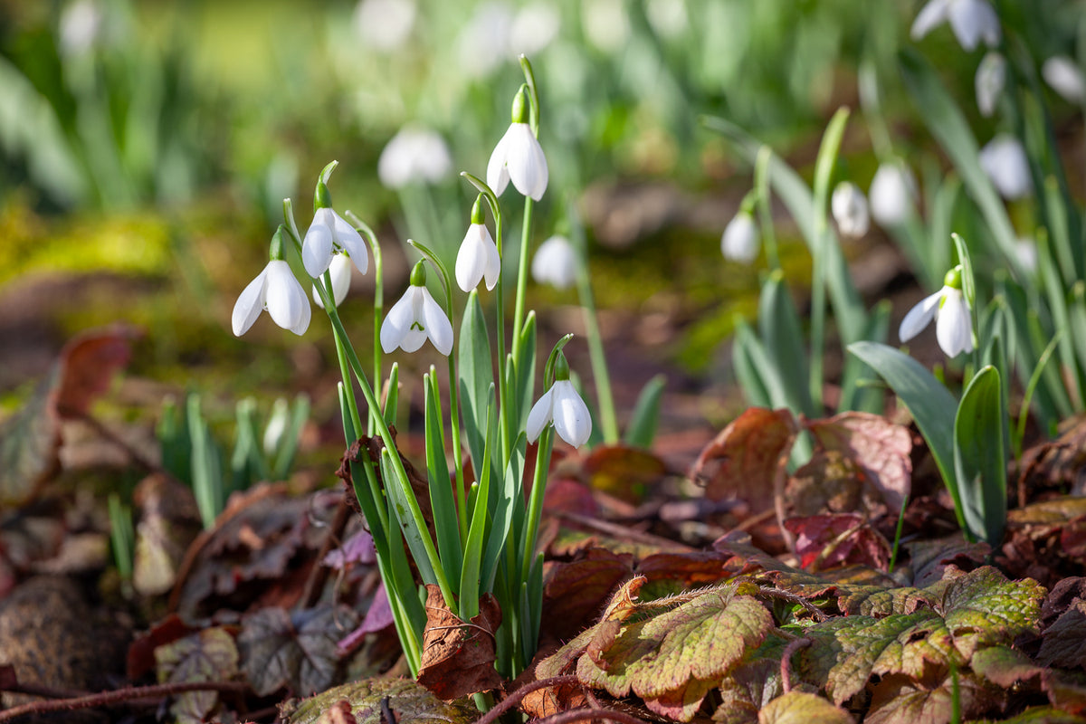 How to plant, grow & care for snowdrops | Sarah Raven