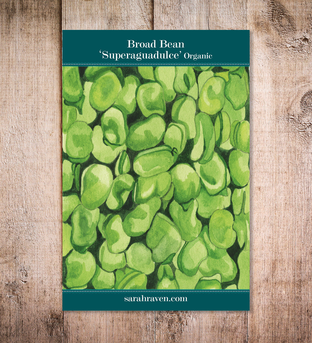 Broad Bean 'Super Aquadulce'