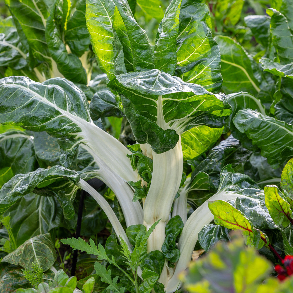 Swiss Chard 'White Silver 2'