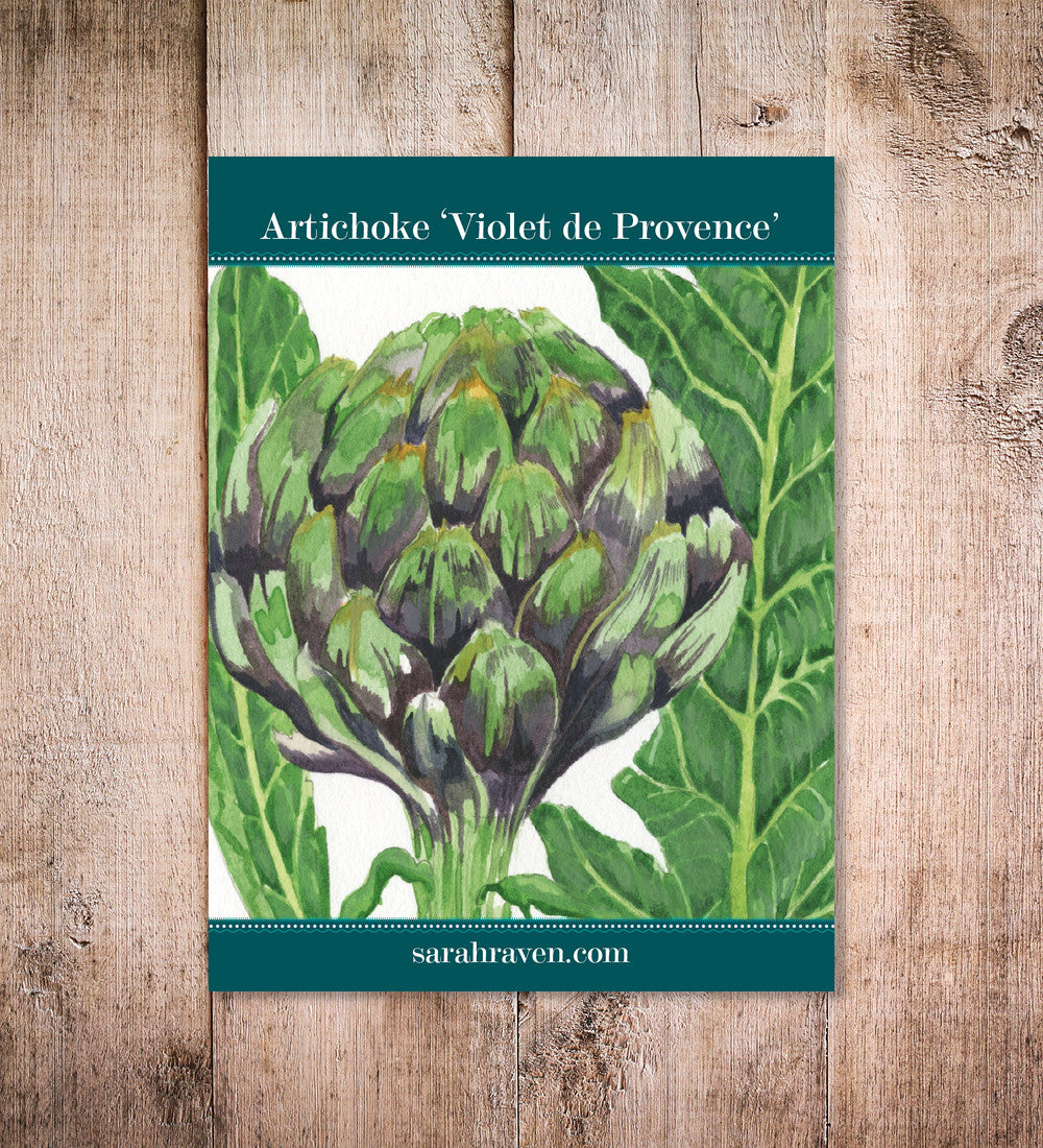 Artichoke 'Violet de Provence'