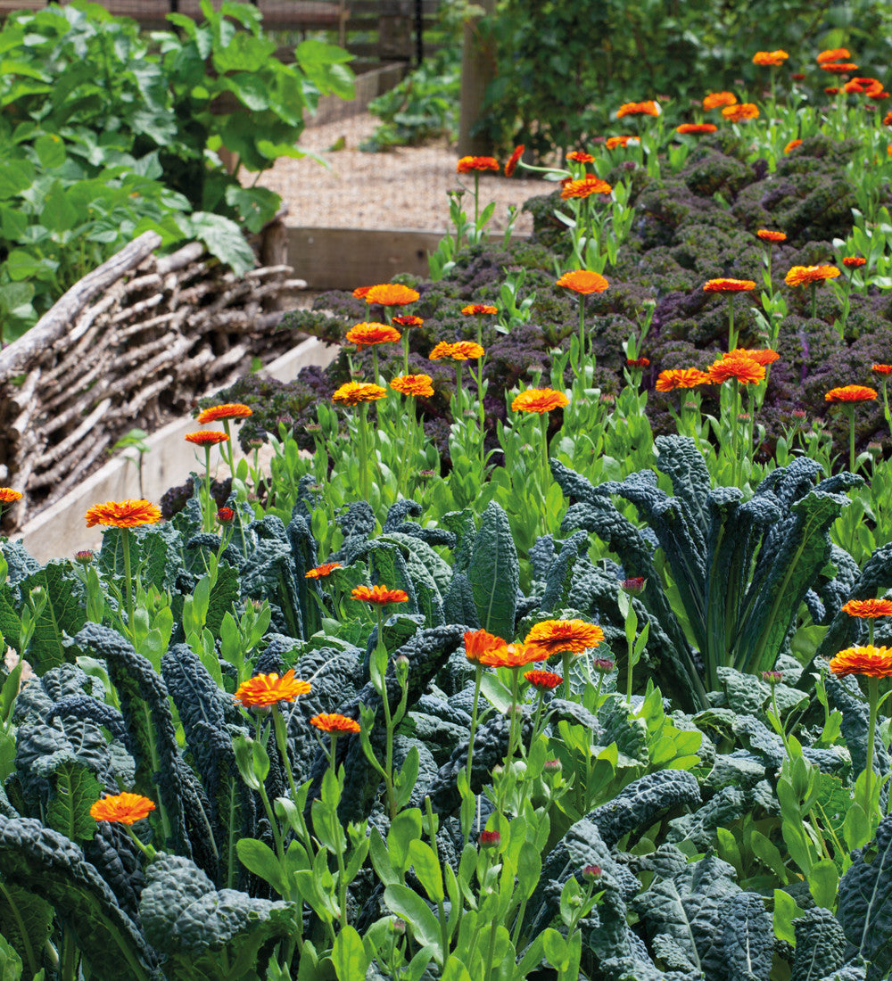 Kale 'Nero di Toscana'