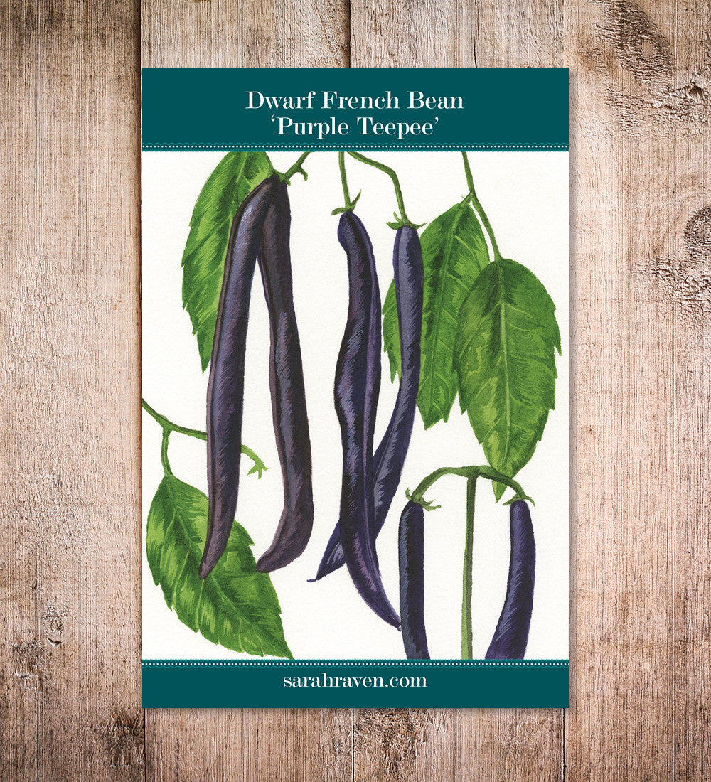Dwarf French Bean 'Purple Teepee'