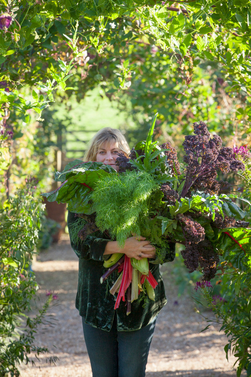 Kale 'Redbor' F1