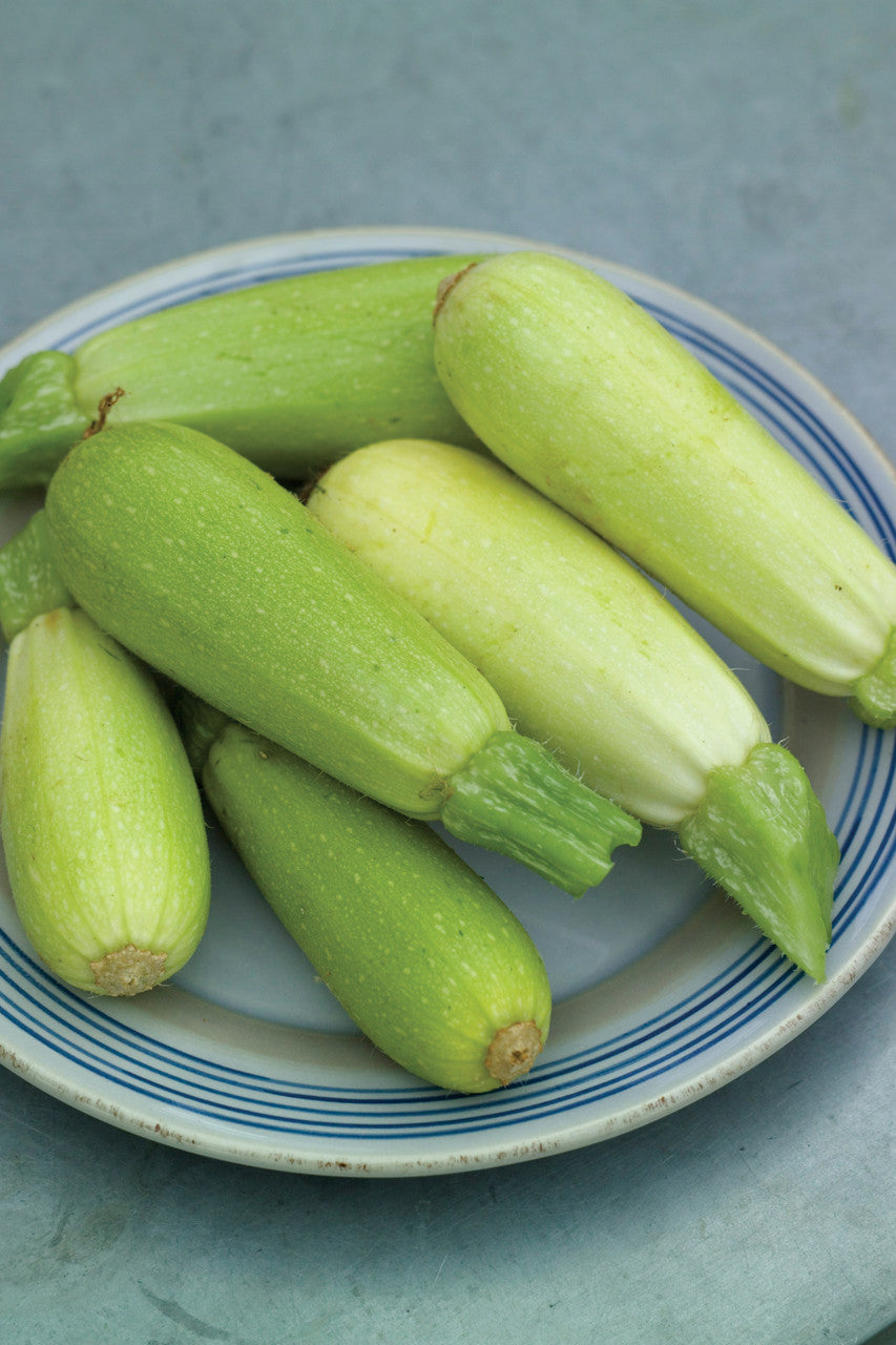 Courgette 'Bianca di Trieste'