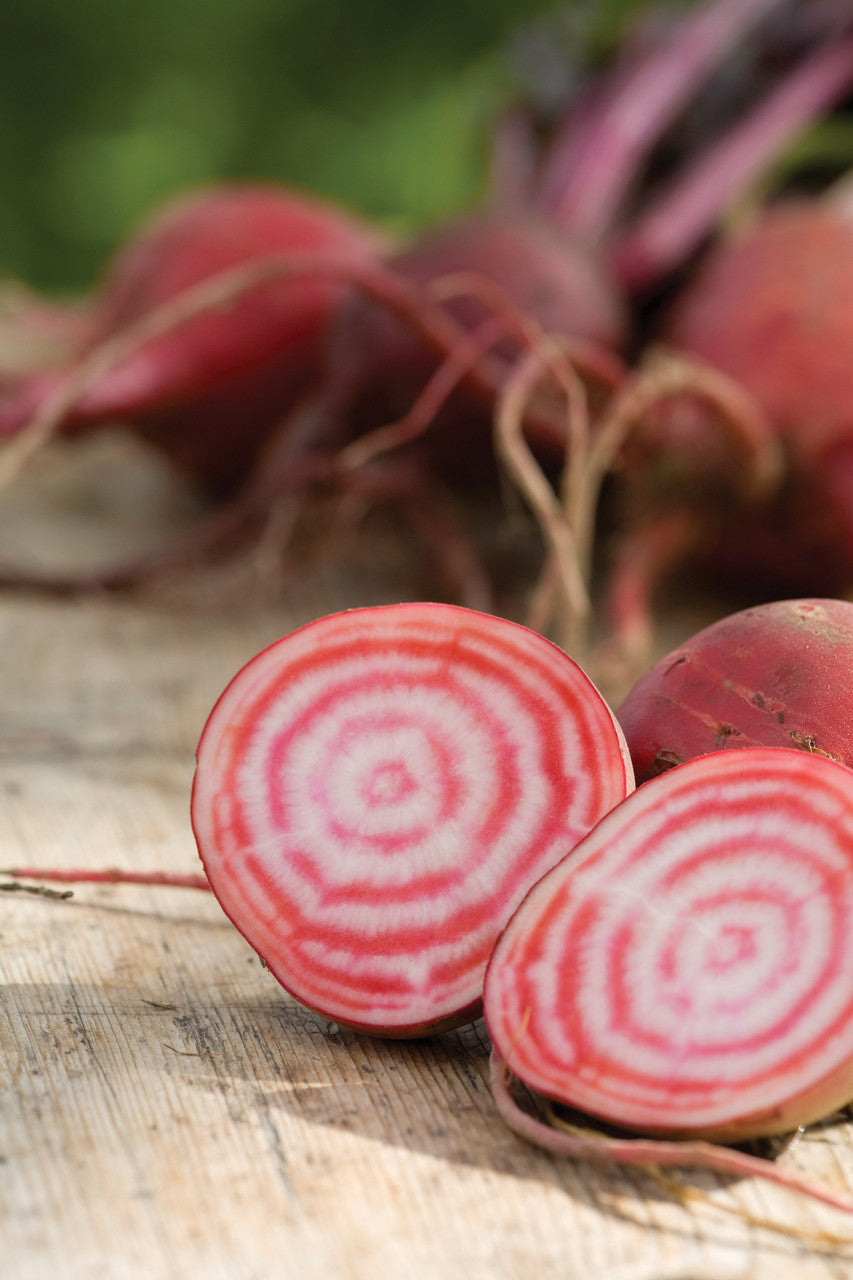 Beetroot 'Chioggia'