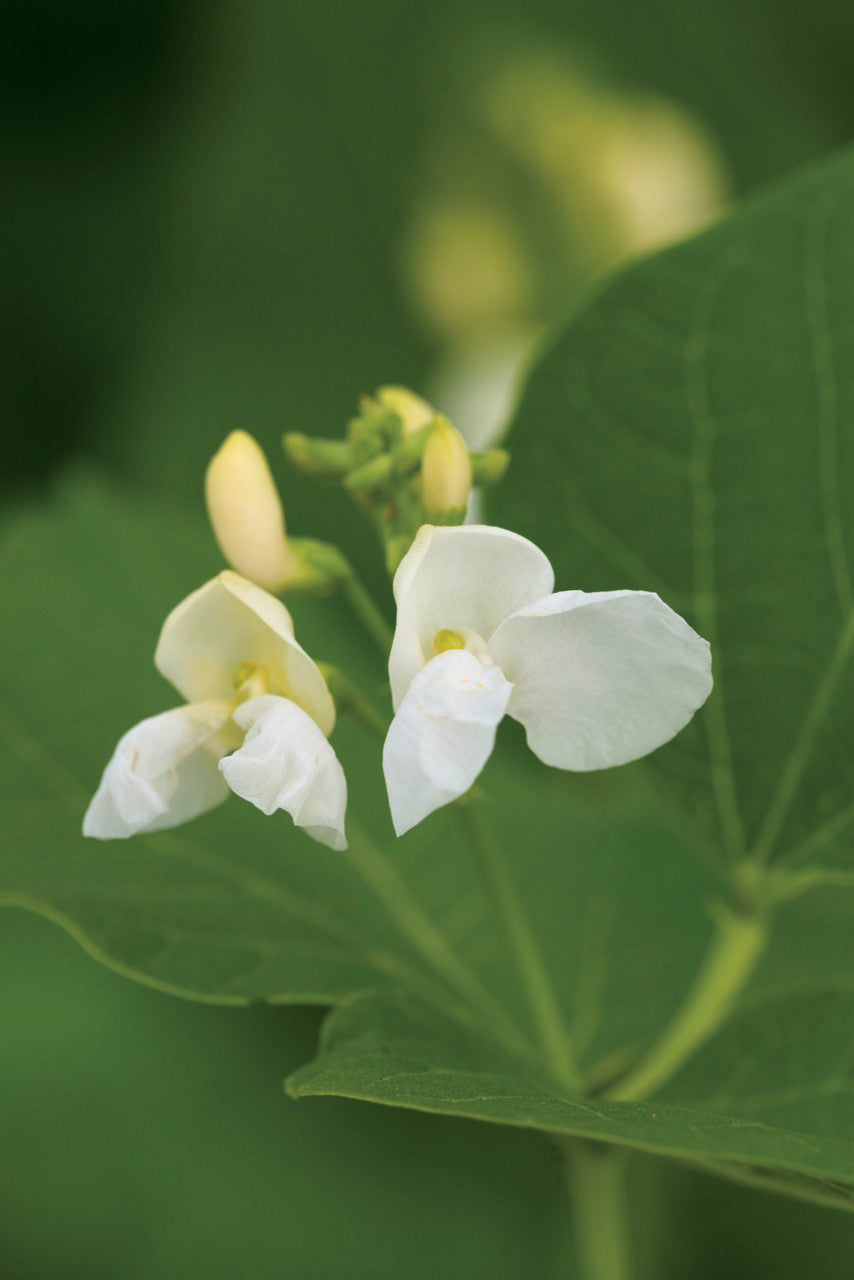 Runner Bean 'White Lady'
