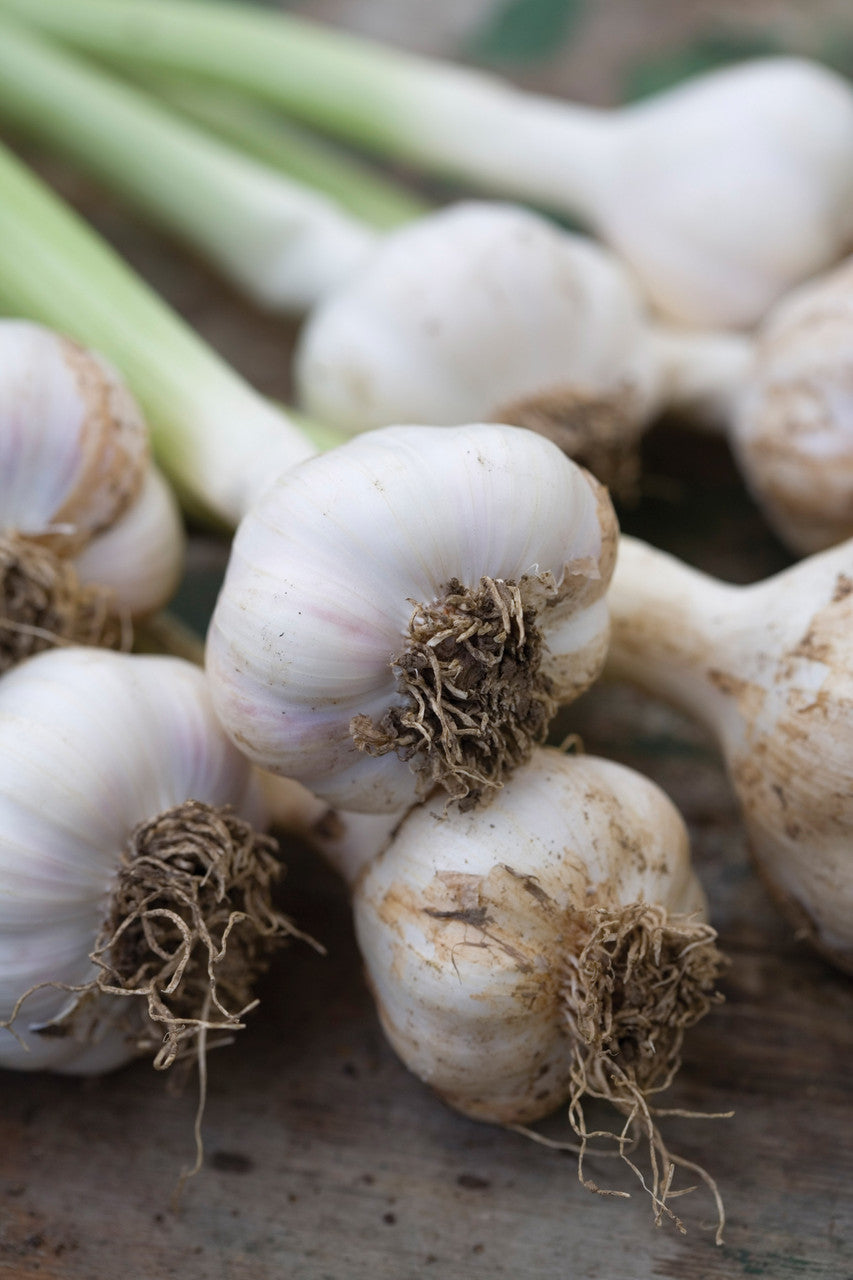Garlic 'Solent Wight'