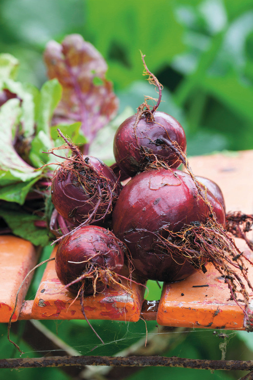 Beetroot 'Boltardy'