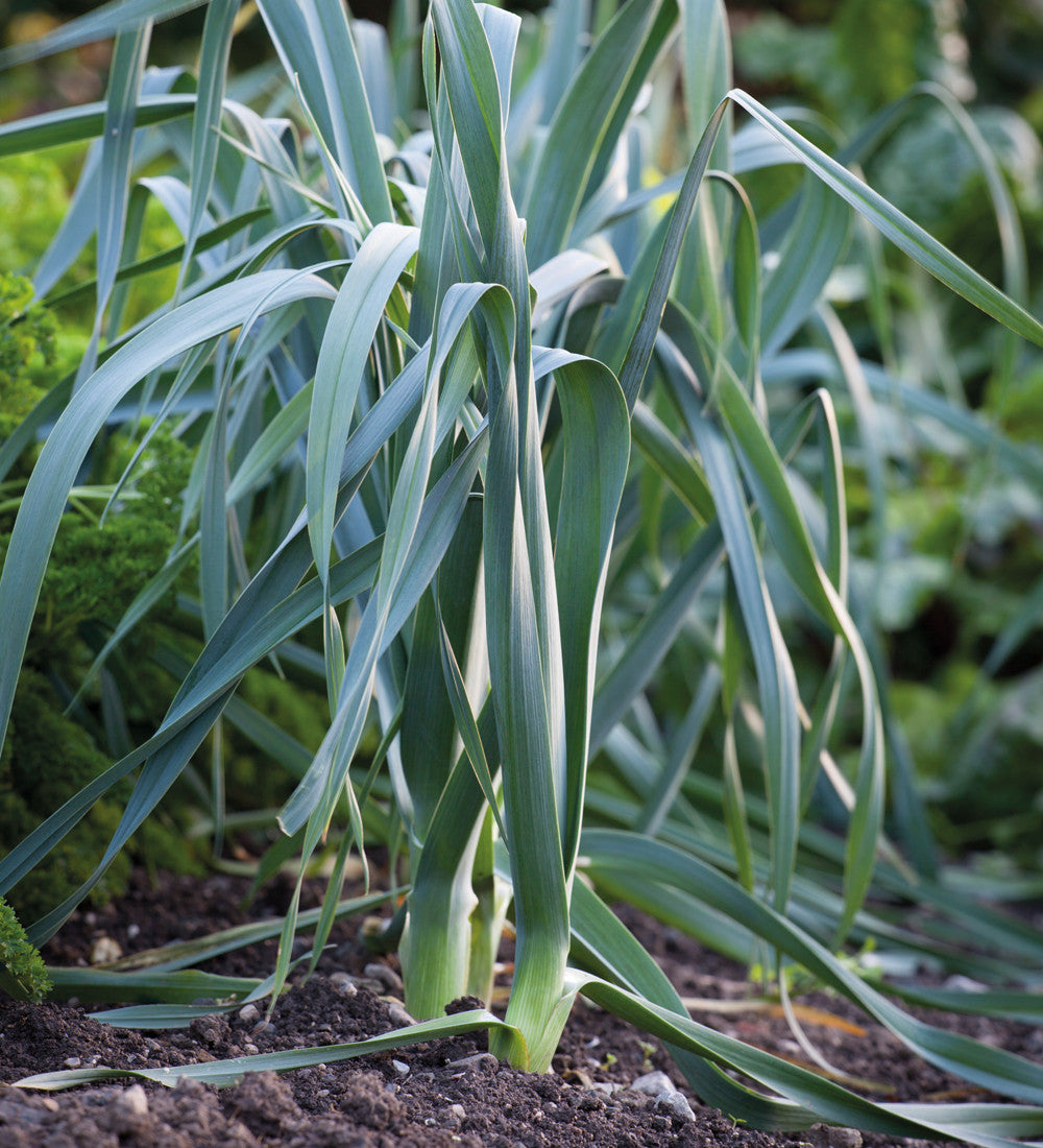 Leek 'Musselburgh'