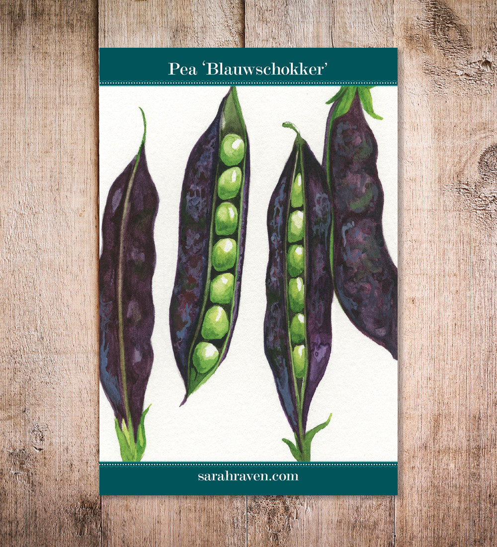 Pea 'Blauwschokker'
