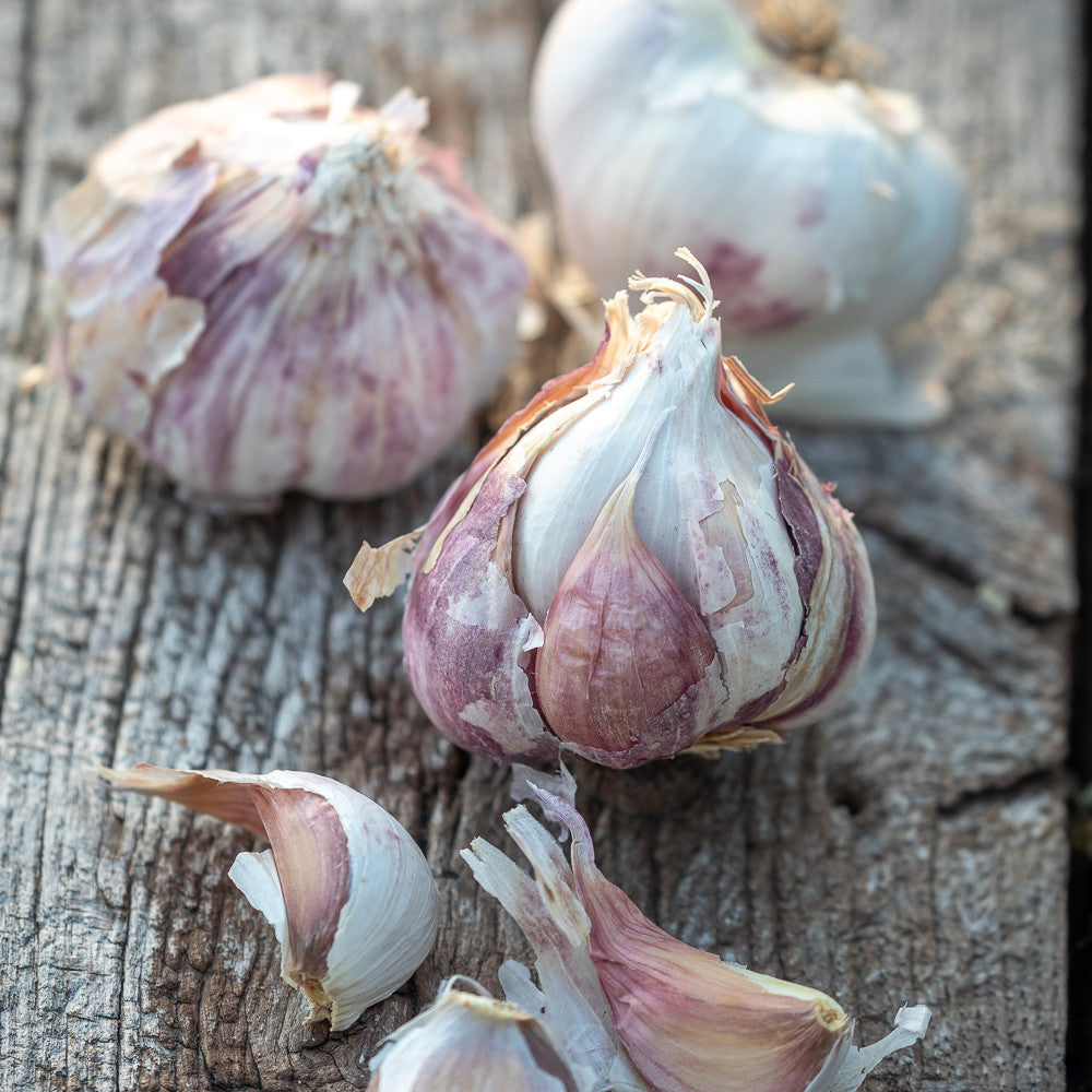 Garlic 'Early Purple Wight'
