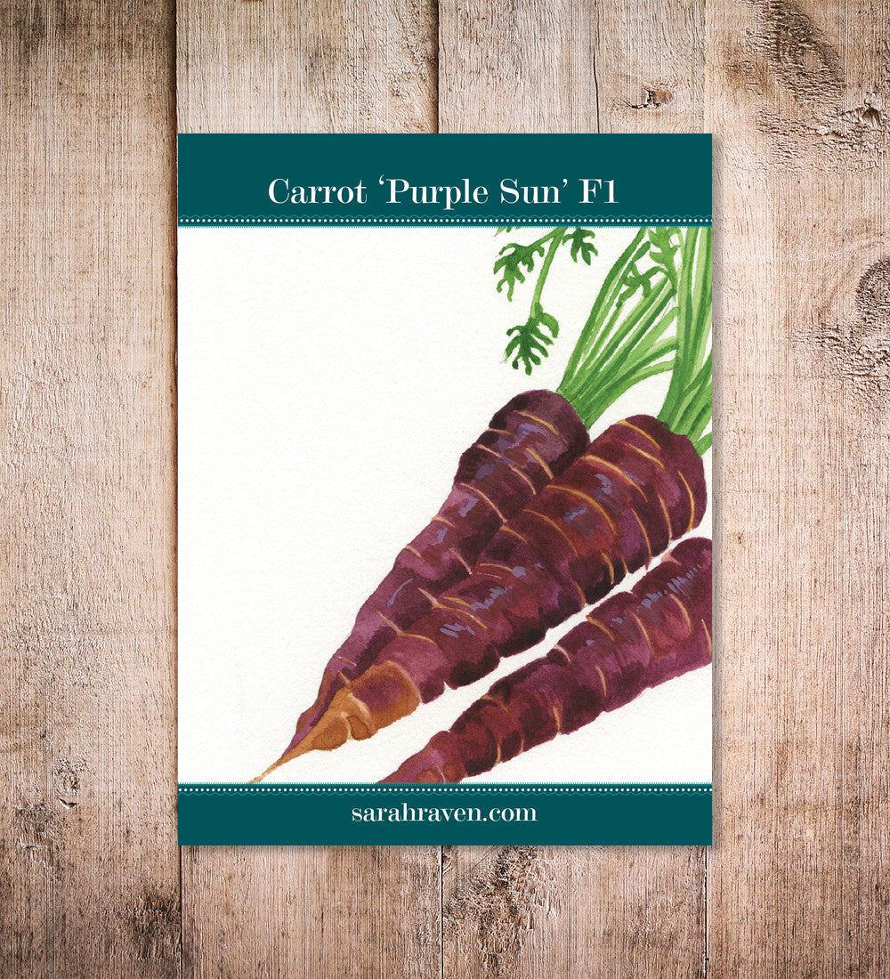 Carrot 'Purple Sun' F1
