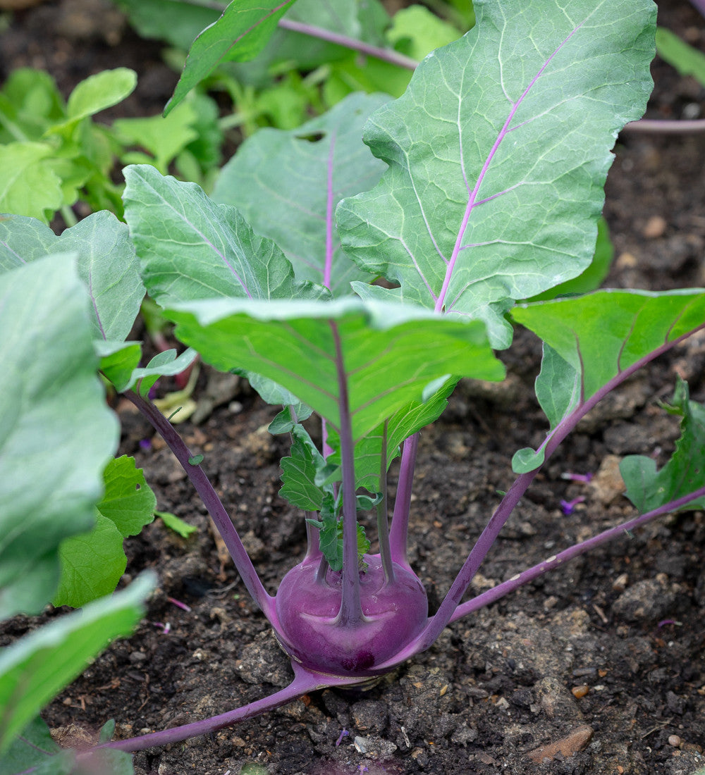 Kohlrabi 'Kolibri' F1 (Gongylodes Group)