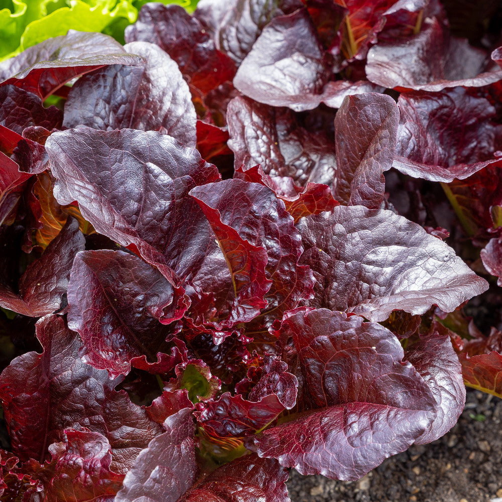Lettuce 'Batavia Red'