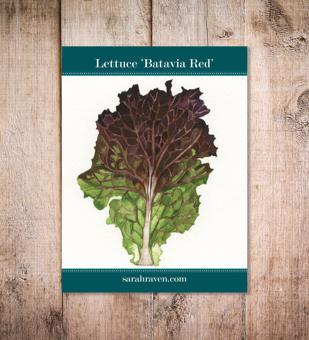 Lettuce 'Batavia Red'