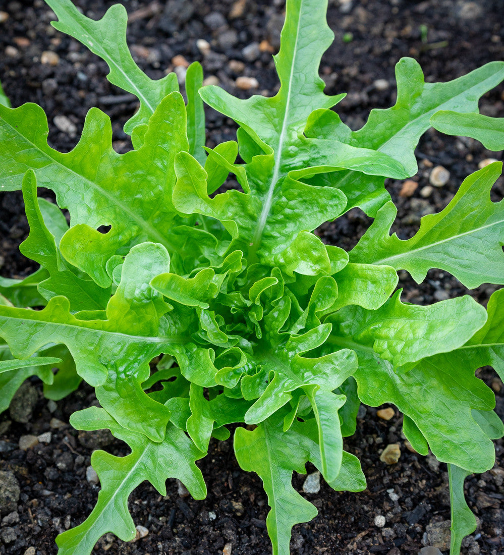 Lettuce 'Cerbiatta'