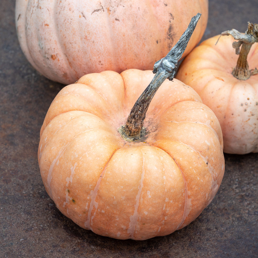 Pumpkin 'Porcelain Princess'