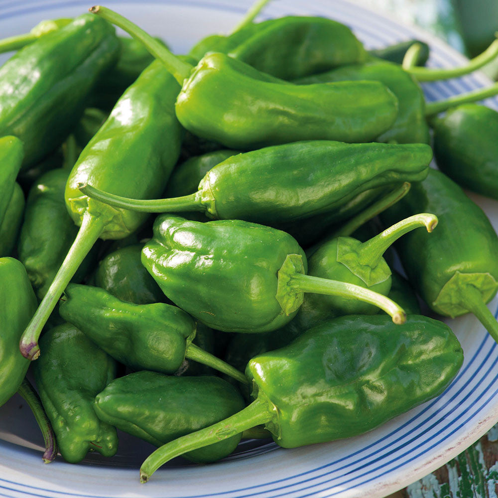 Pepper 'Padron'