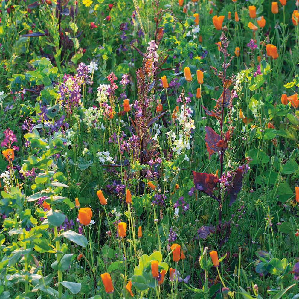 Linaria maroccana 'Sweeties'