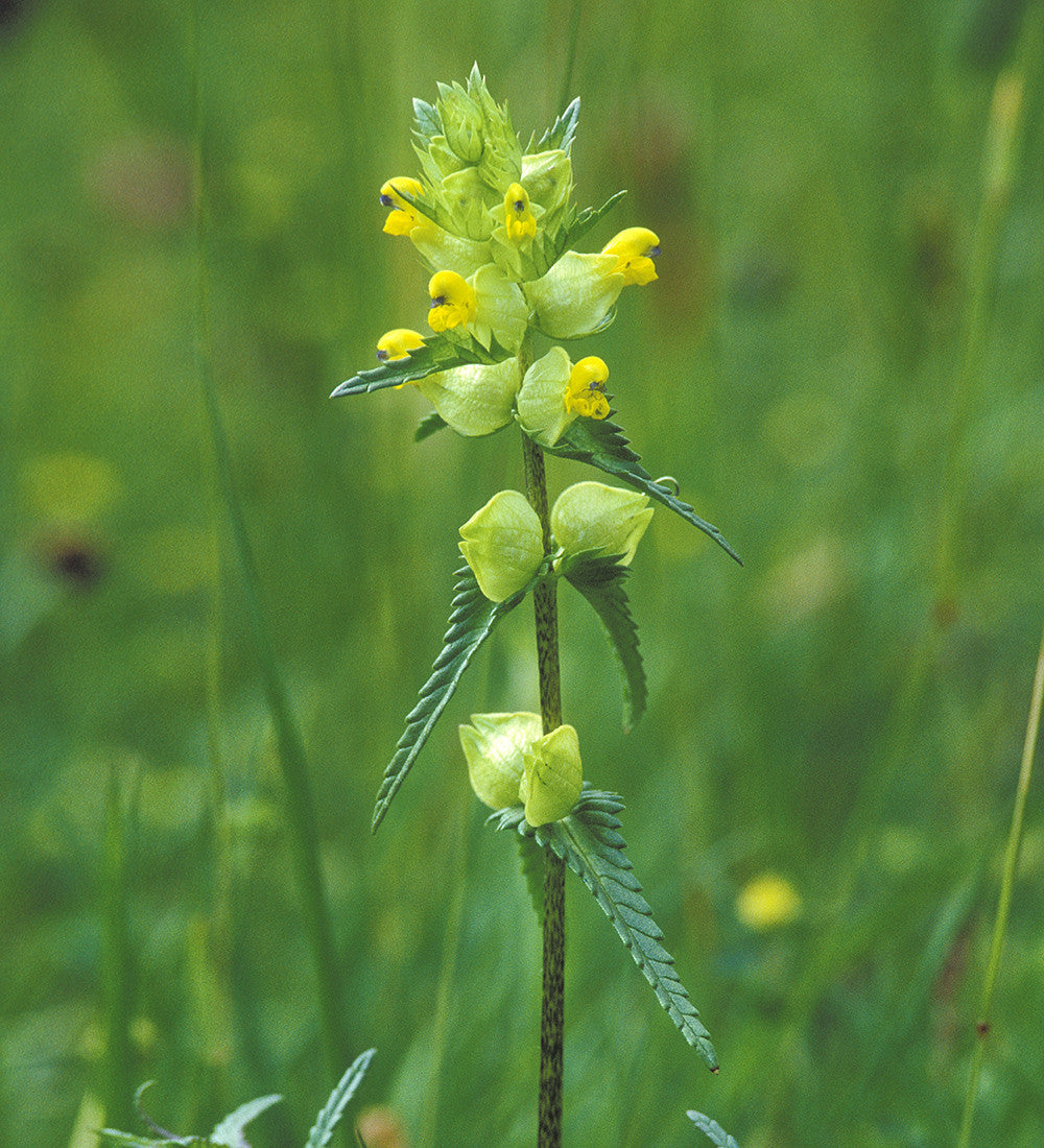Rhinanthus minor (Yellow Rattle)