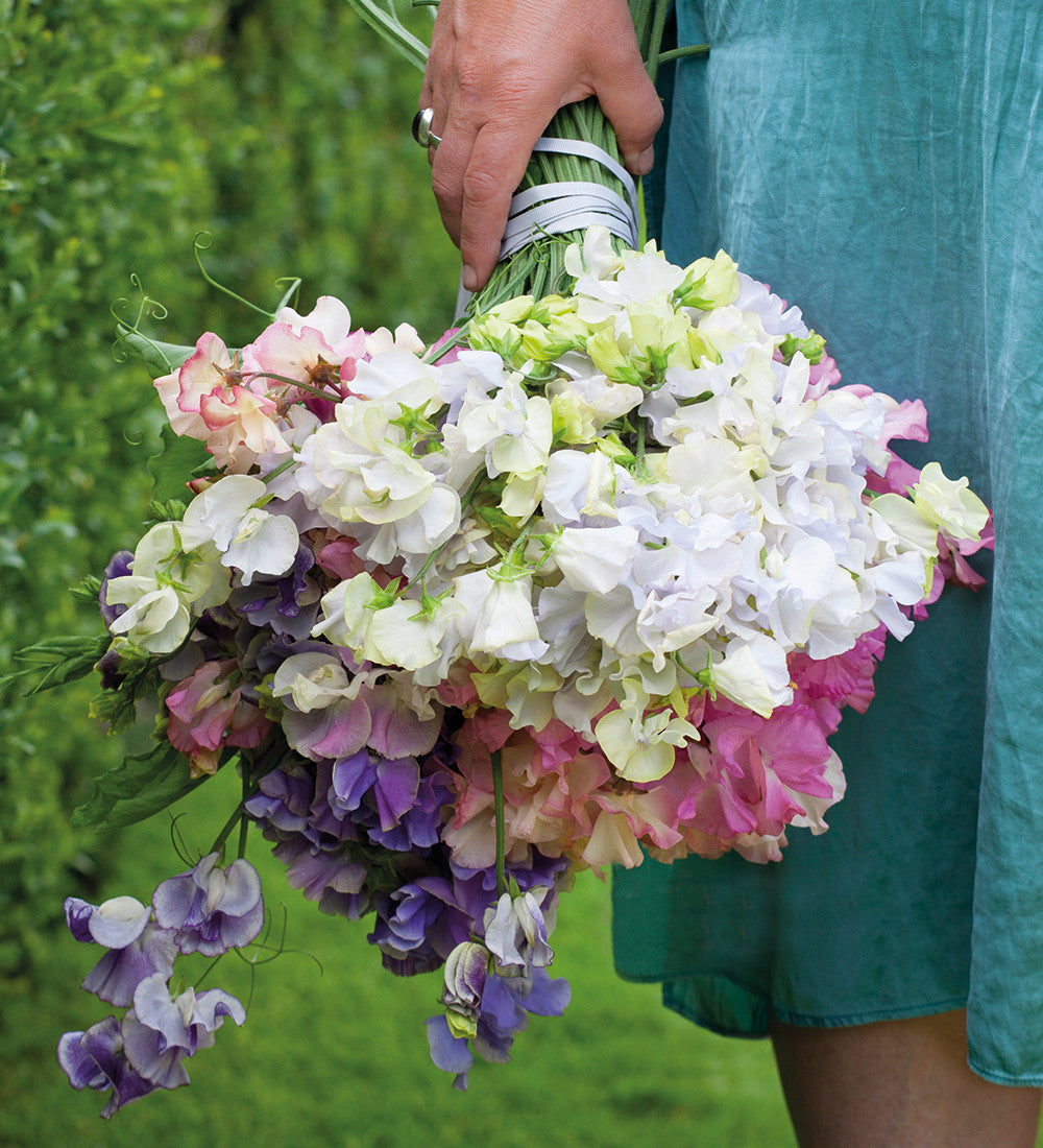 Aegean Summer Sweet Pea Collection