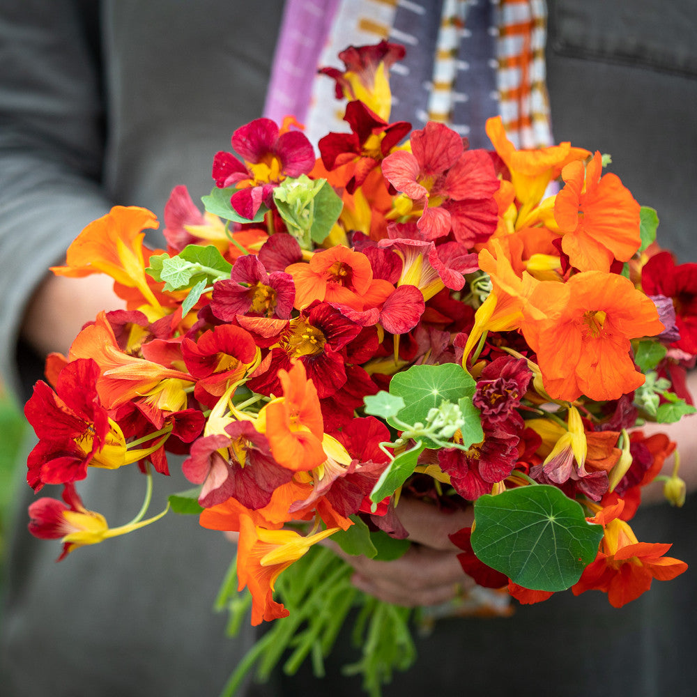 Sarah Raven Nasturtium Collection
