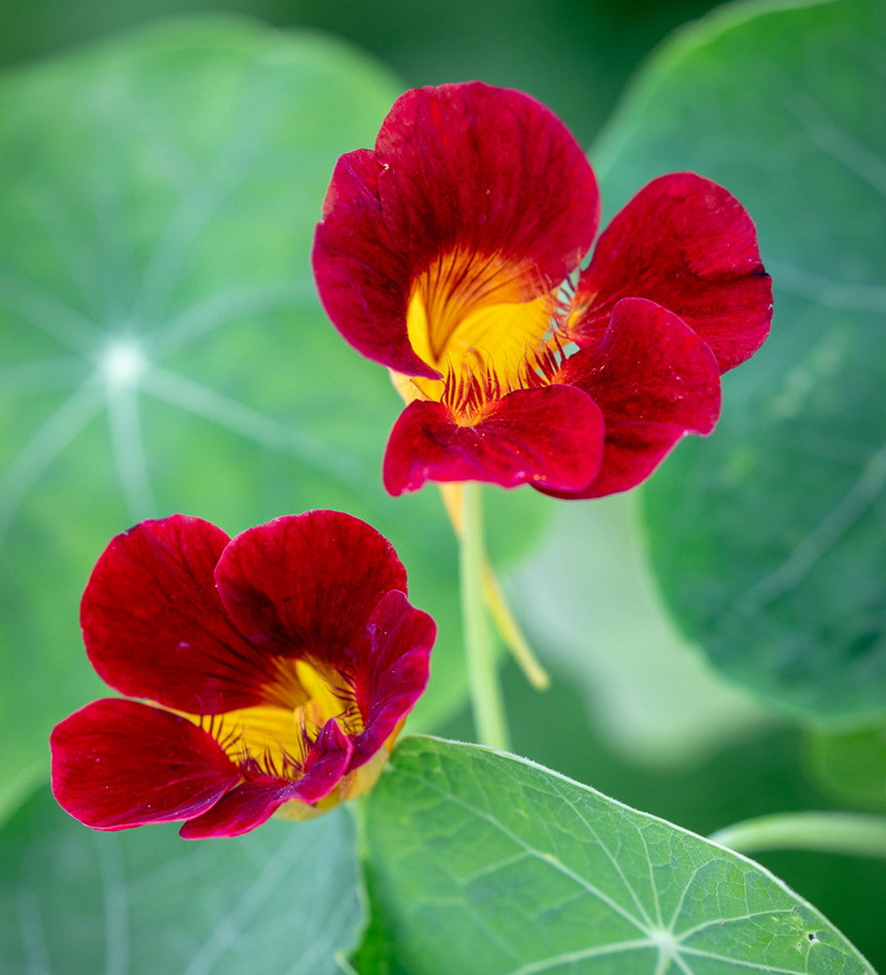 Sarah Raven Nasturtium Collection