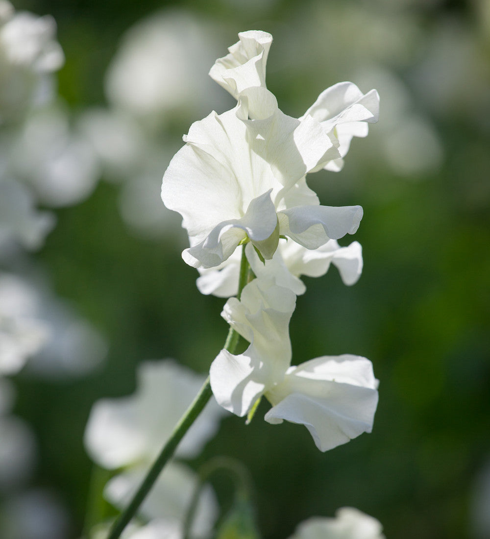 White Garden Sweet Pea Mix