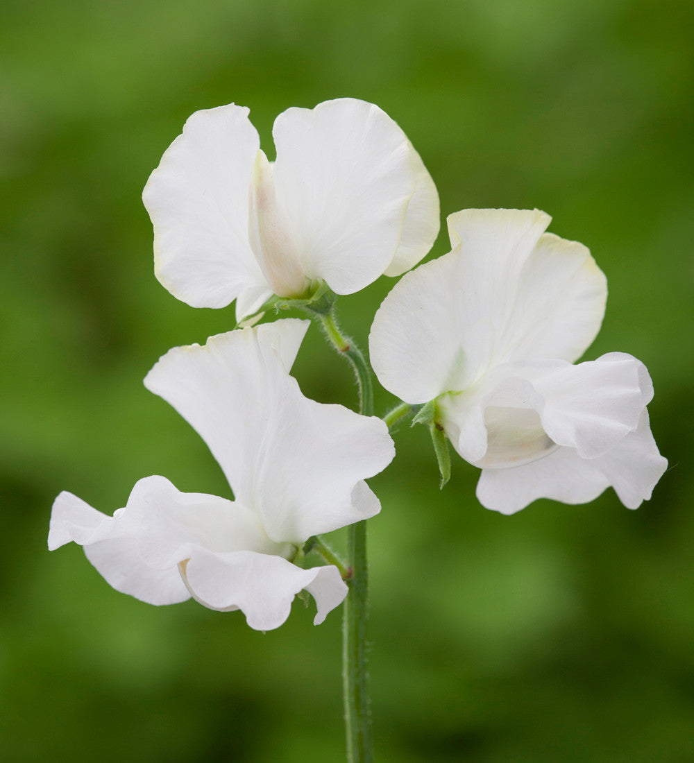 White Garden Sweet Pea Mix