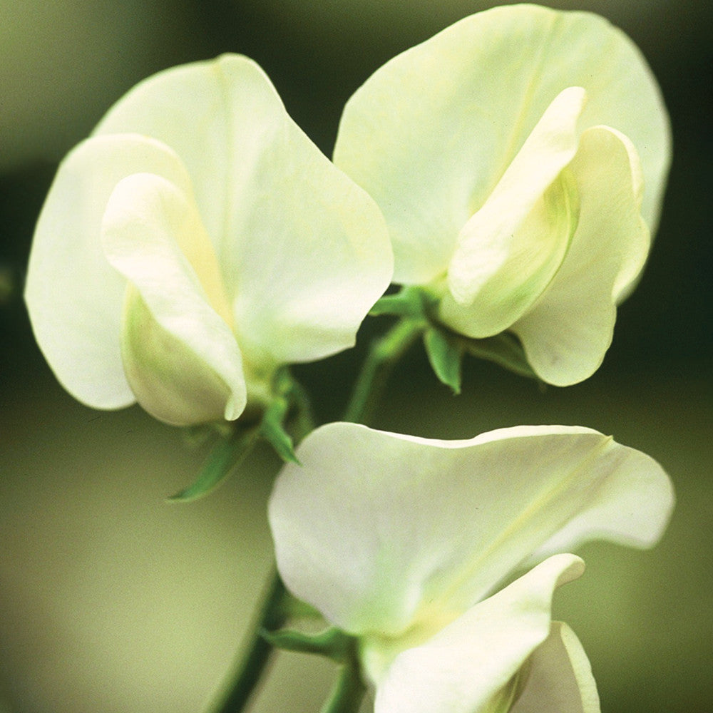 White Garden Sweet Pea Mix