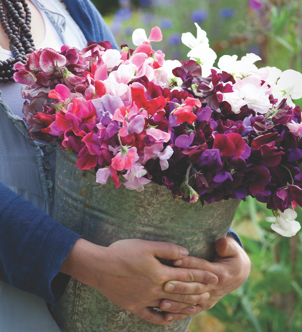 Buckets of Sweet Peas Collection