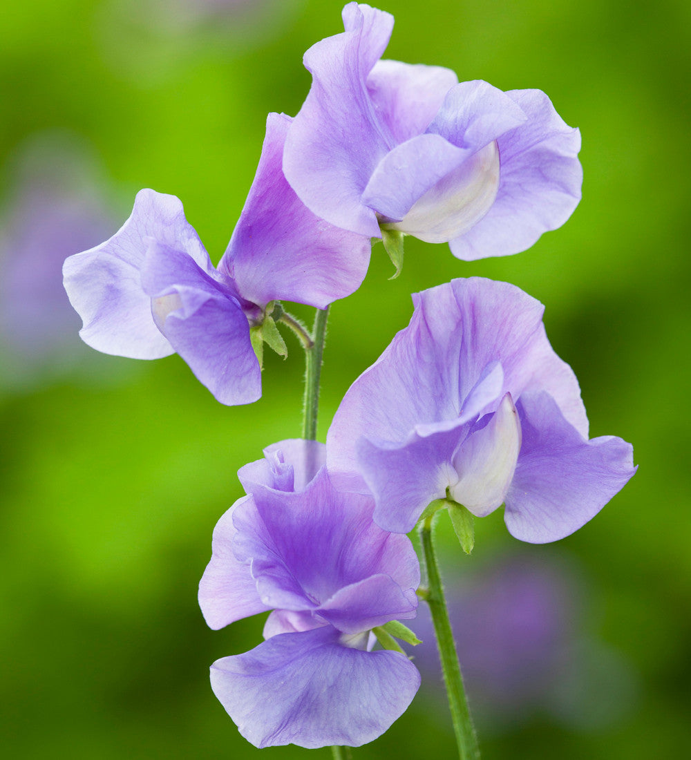 Buckets of Sweet Peas Collection