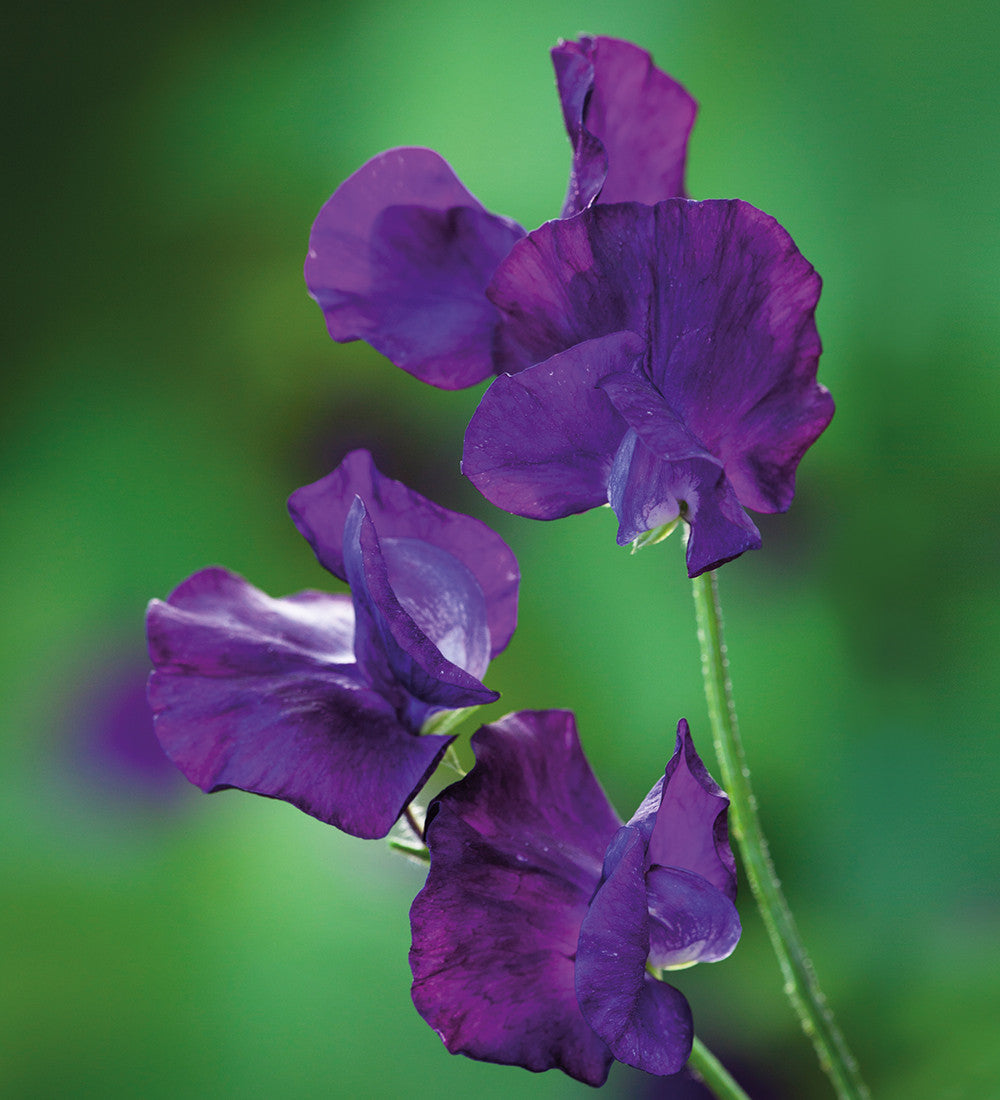 New Giants Sweet Pea Collection