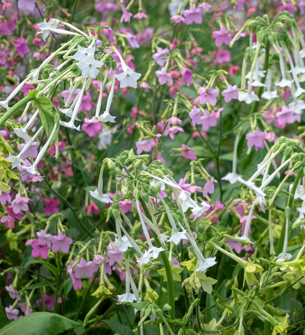 Nicotiana for Shade Collection