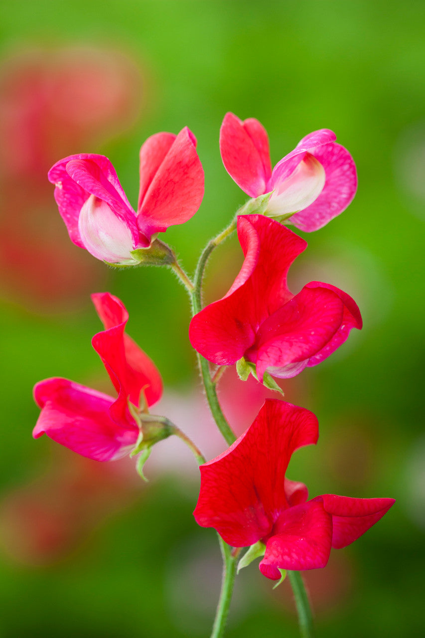 Avenue of Sweet Peas Collection