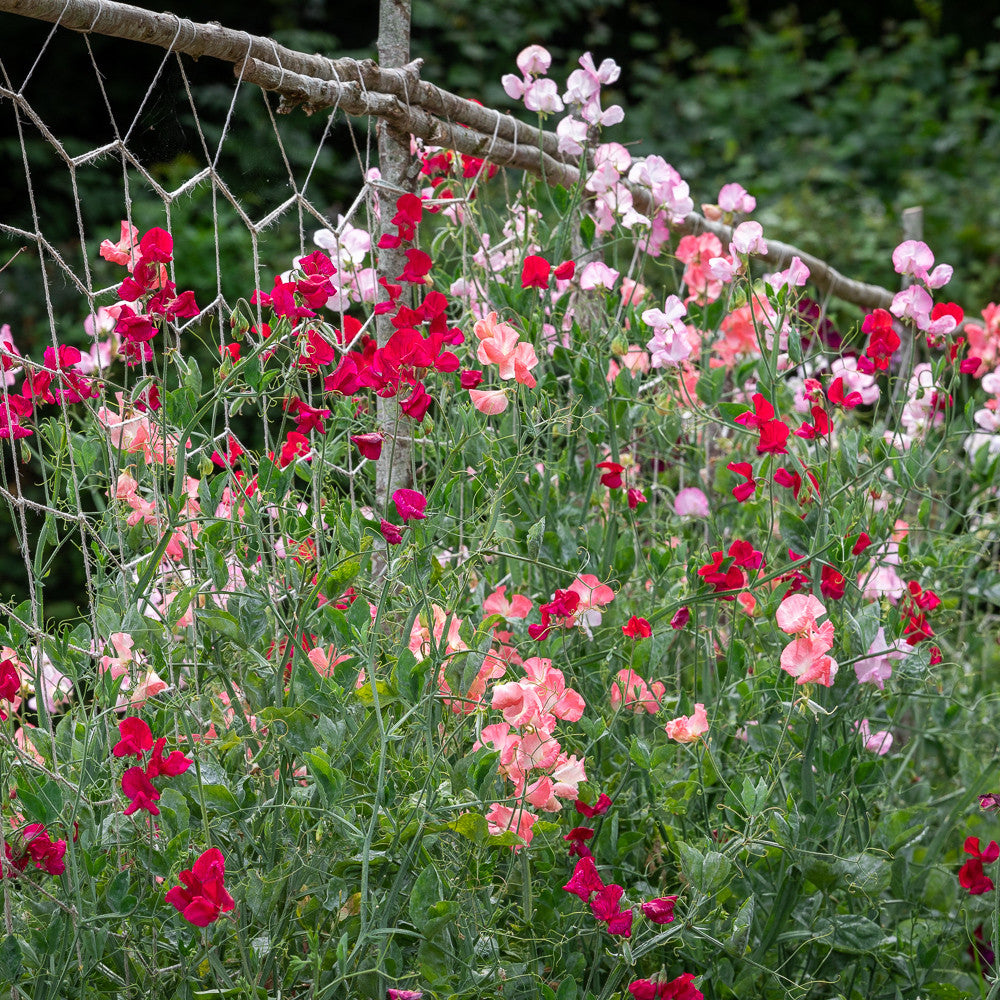 Avenue of Sweet Peas Collection