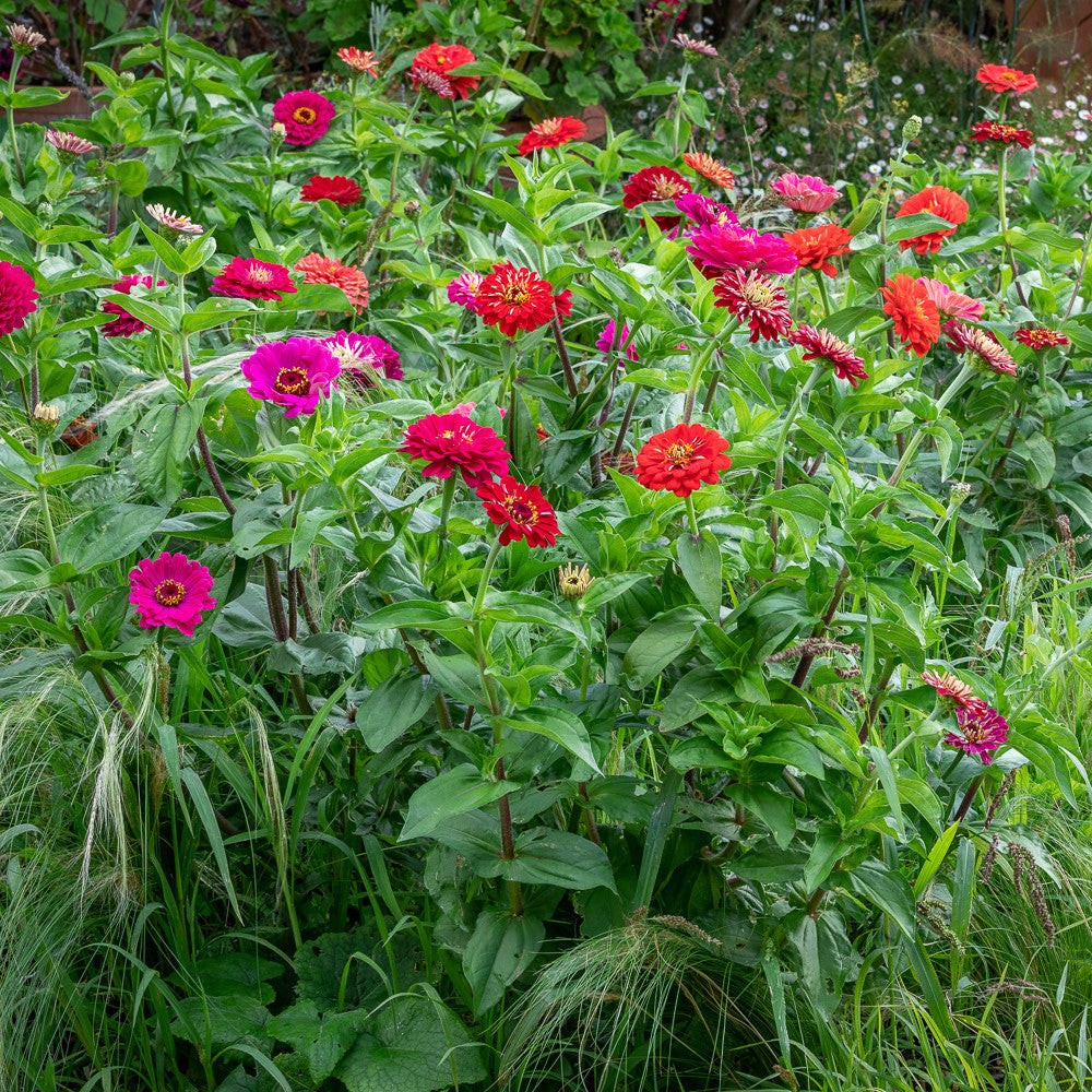 Zinnia Meadow Collection