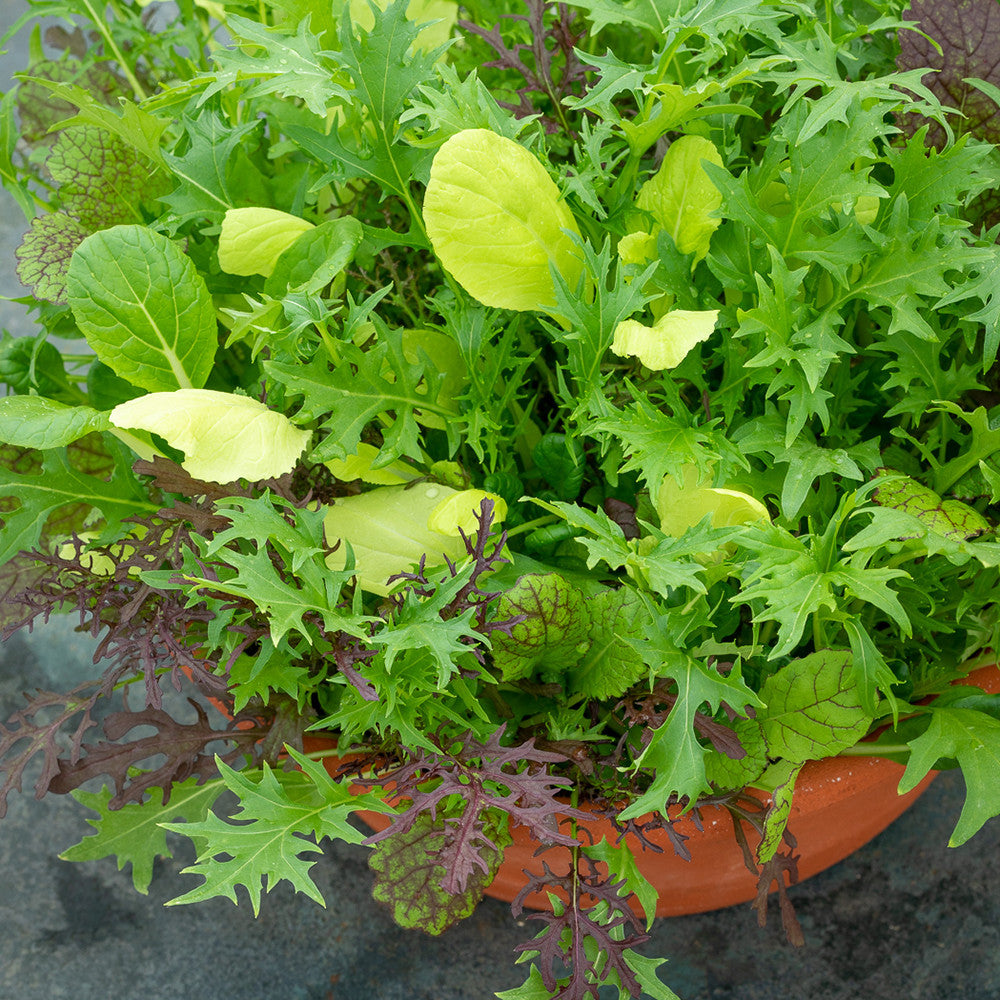 Autumn and Winter Pot Mix