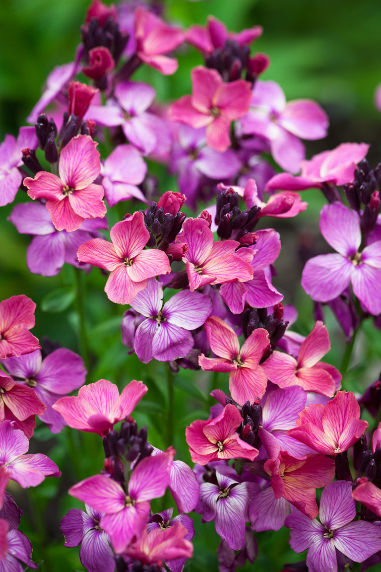 How to plant, grow & care for wallflowers | Sarah Raven