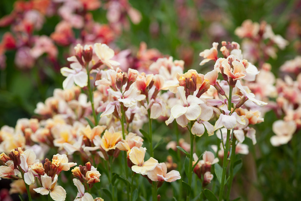 How to plant, grow & care for wallflowers | Sarah Raven