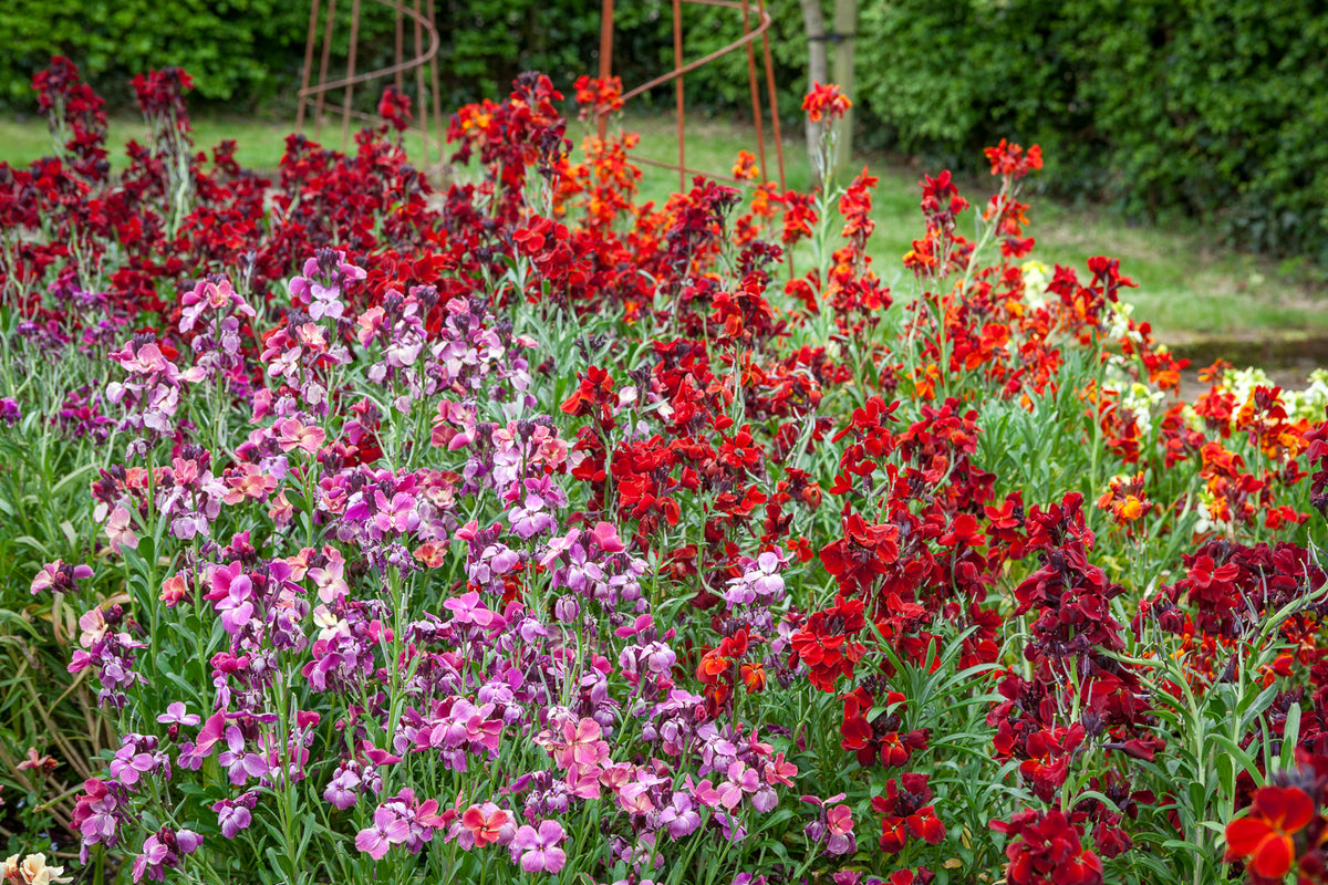 How to plant, grow & care for wallflowers | Sarah Raven